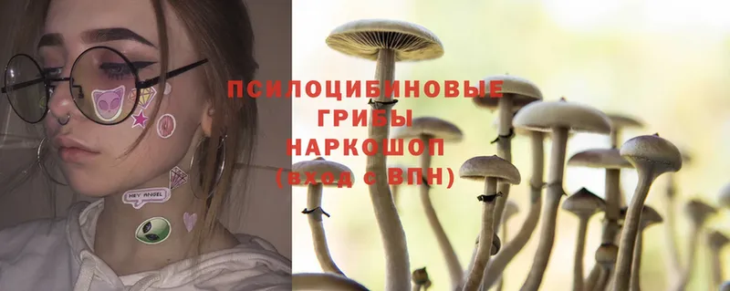 Галлюциногенные грибы Magic Shrooms  как найти   Воронеж 